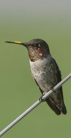 Hummingbird3
