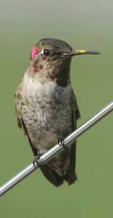 Hummingbird2
