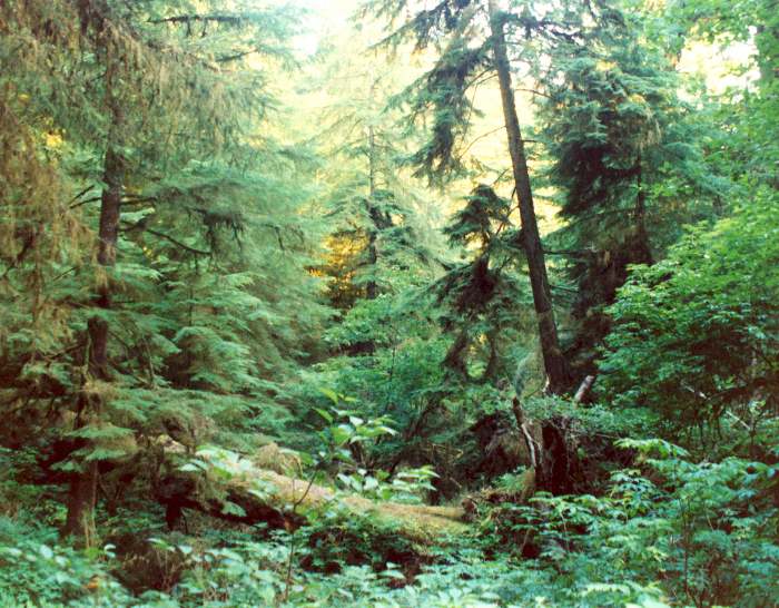 Ecola