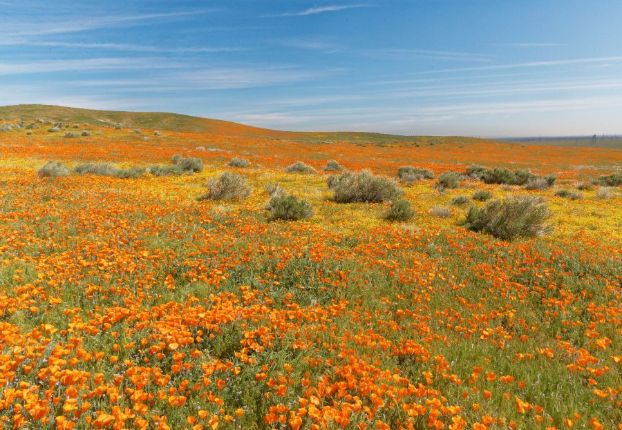 Poppies