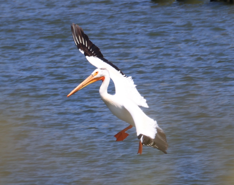 Pelican