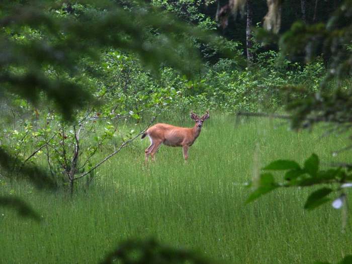 AlaskaDeer