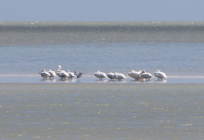 Pelicans