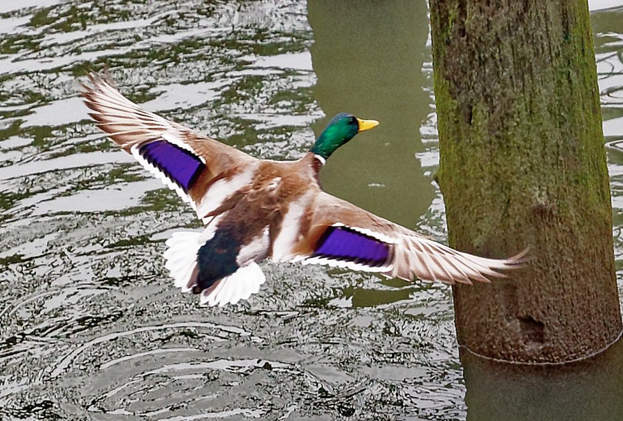 MallardDuck