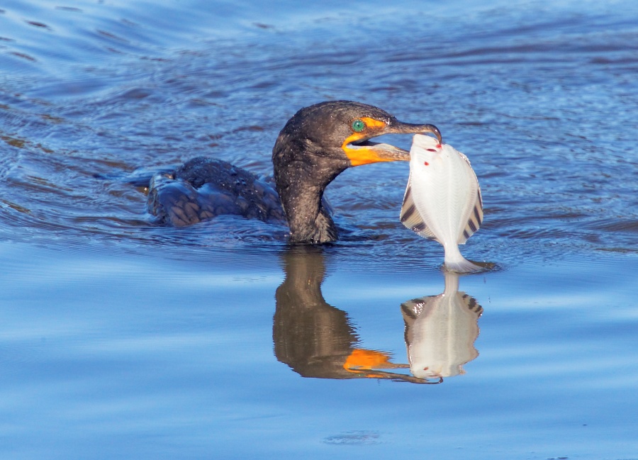 Cormorant