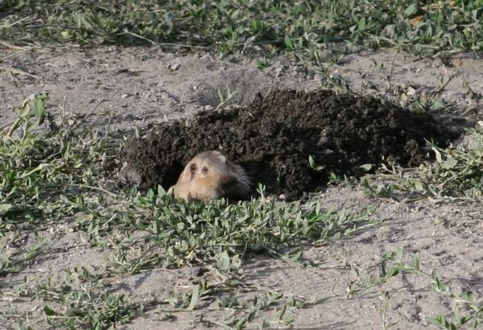 Mole