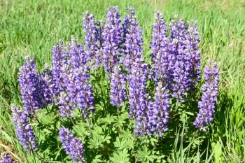 Lupine