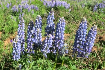 Lupine