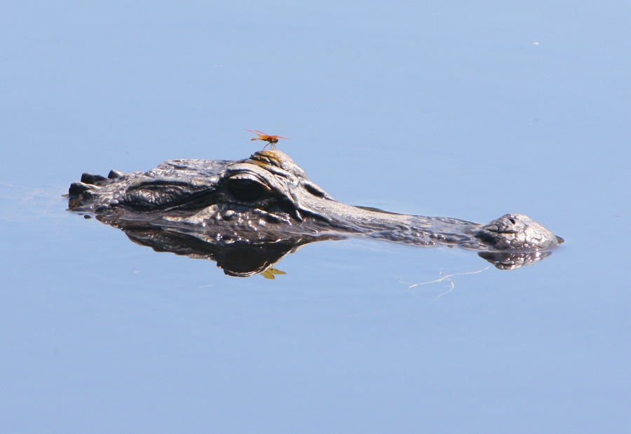 Alligator