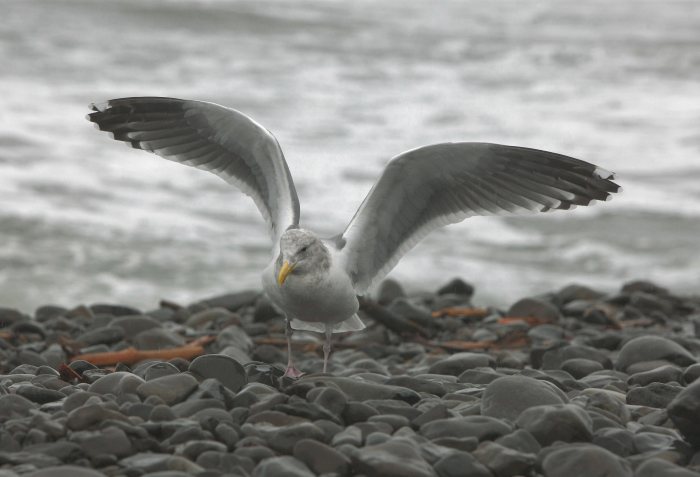seagull