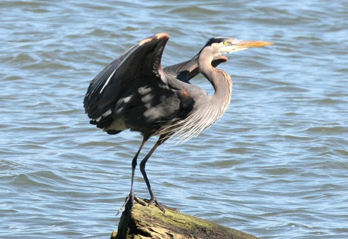 heron