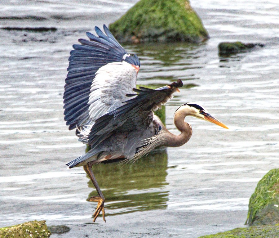 BlueHeron