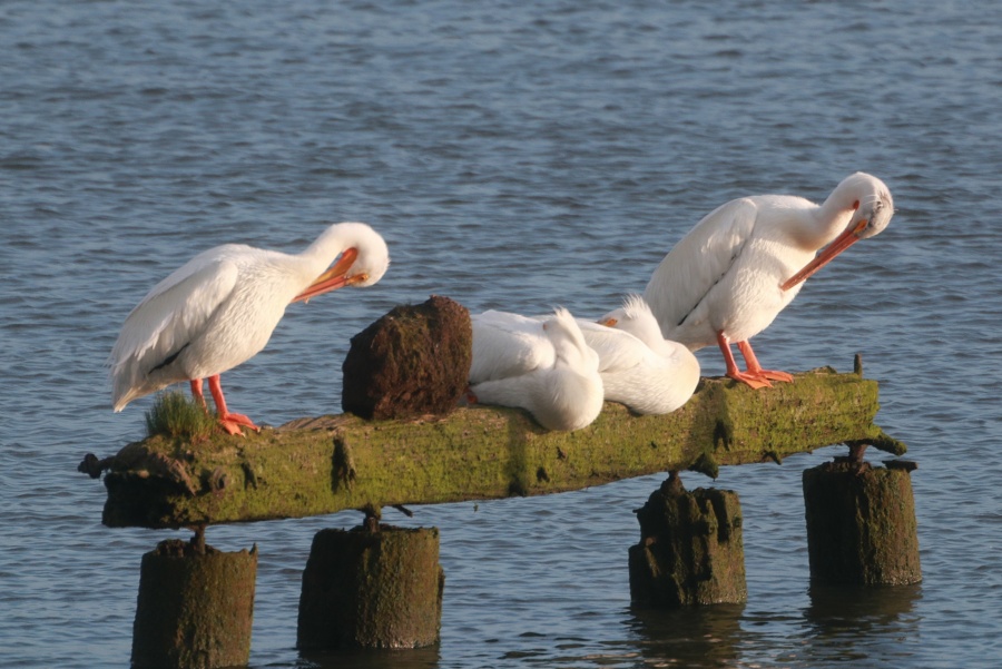 WhitePelicans