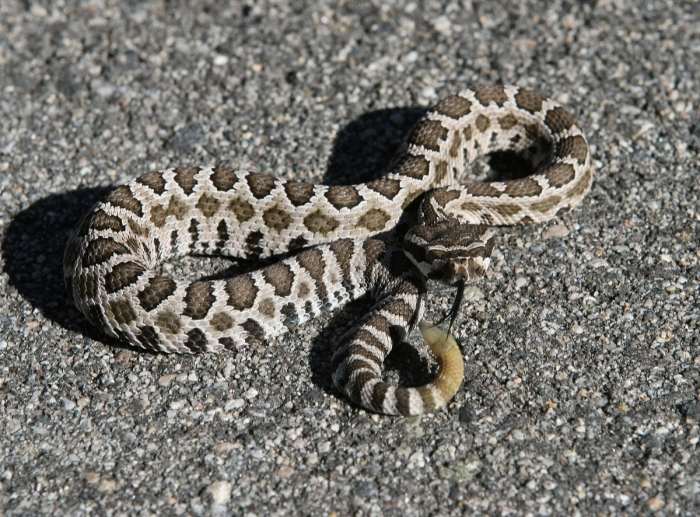 Snake