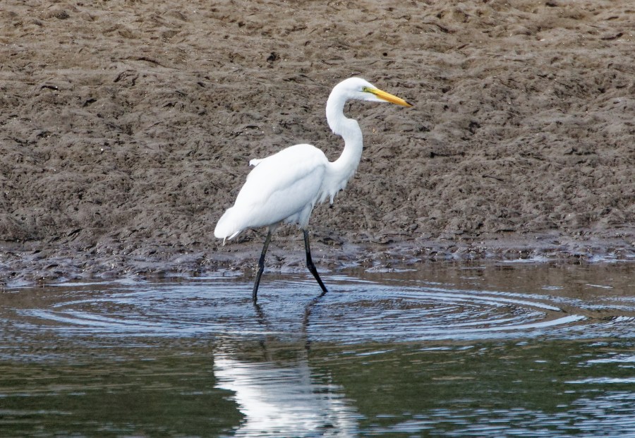 Egret