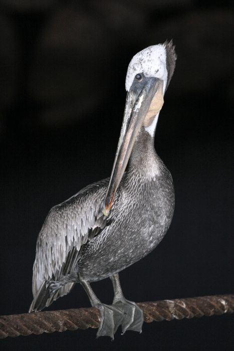 Pelican3