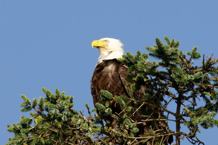 eagle
