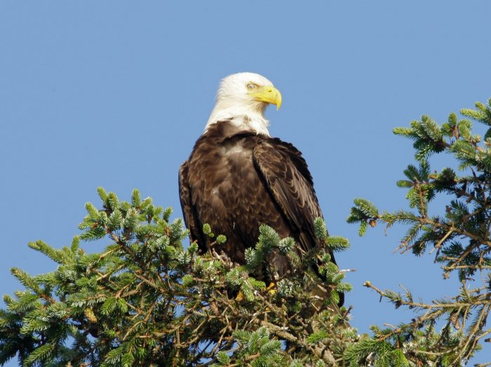eagle