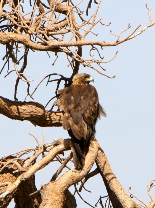 Eagle