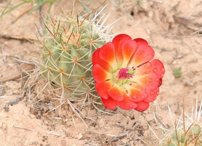 CactusFlower