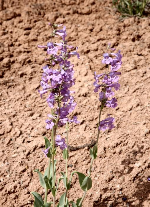 Lupine