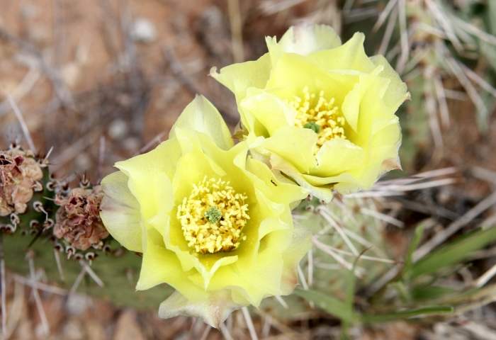 YellowCactus