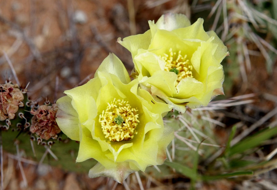 CactusFlower