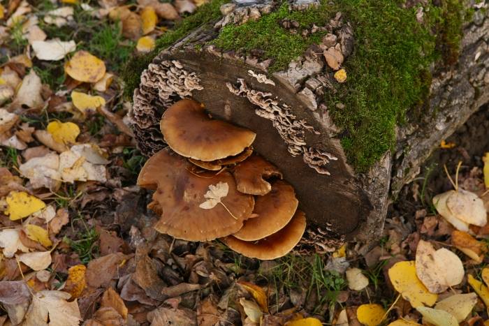 Fungus