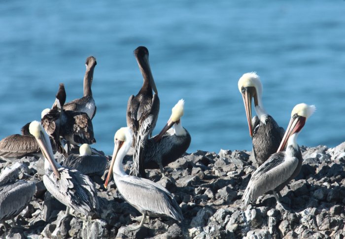 pelicans