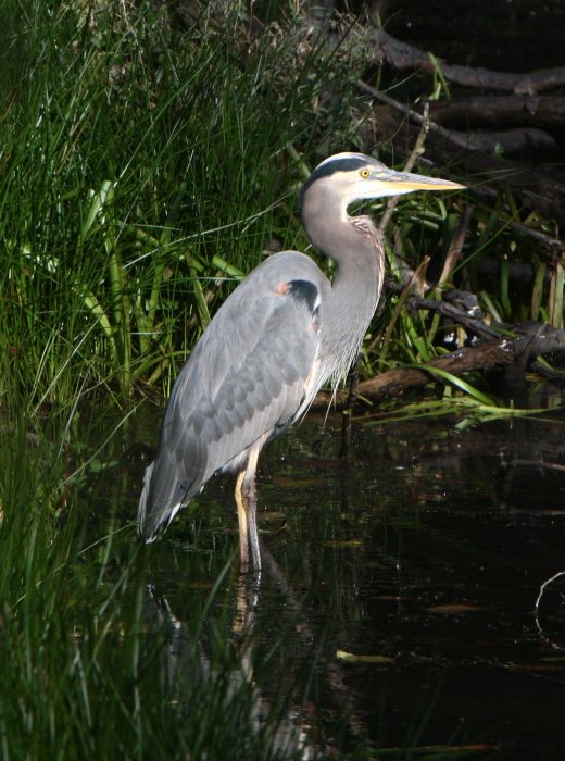 heron