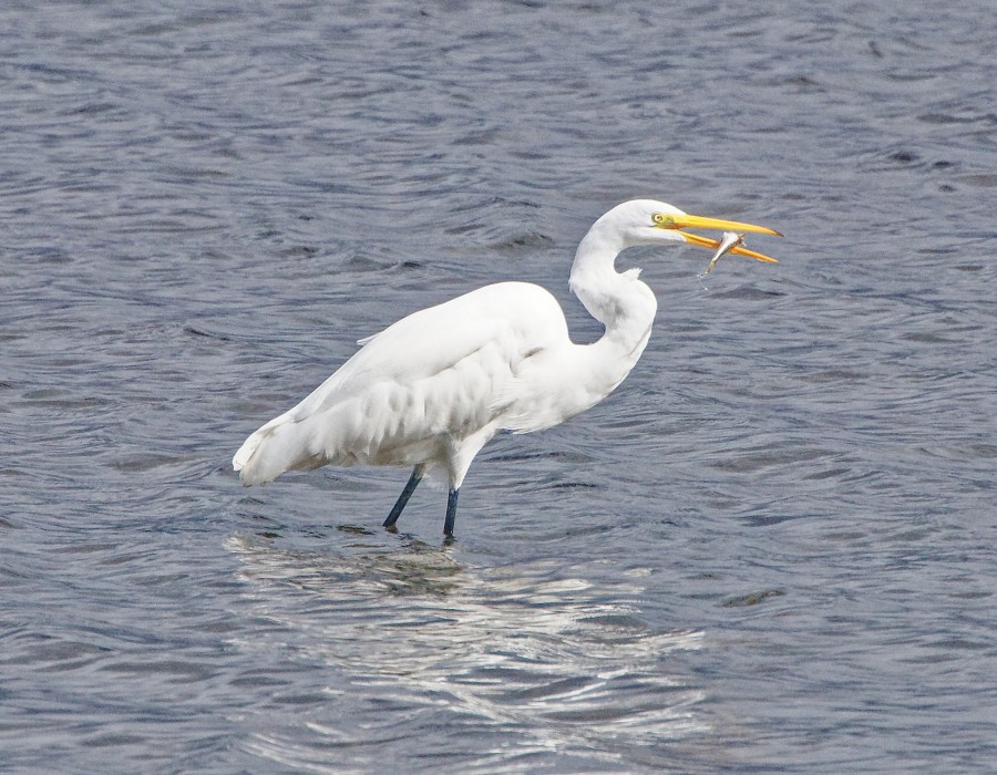 Egret