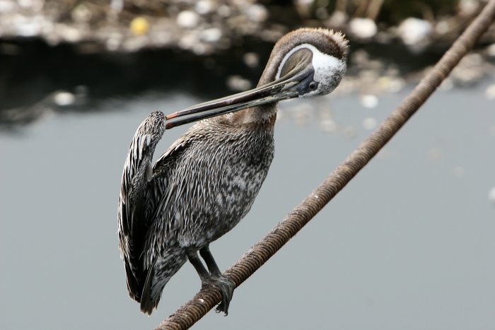 Pelican2