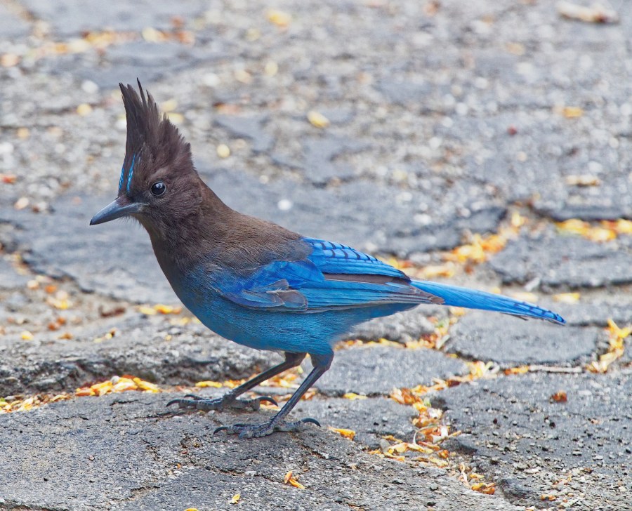 StellerJay