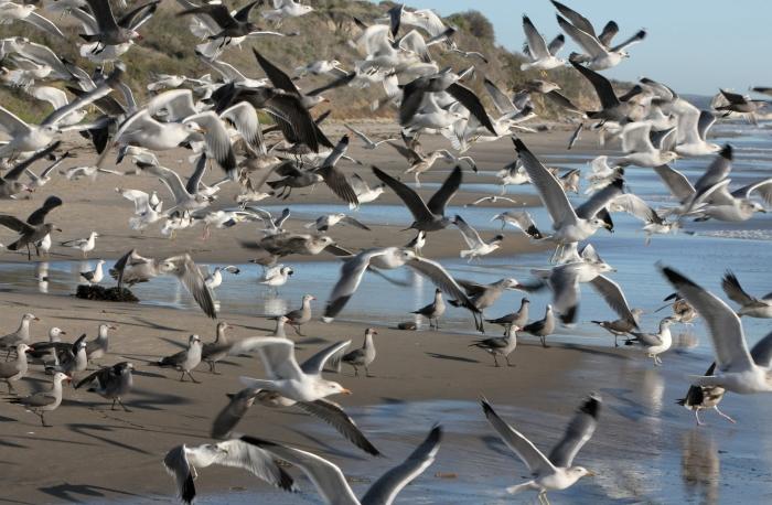 Birds3