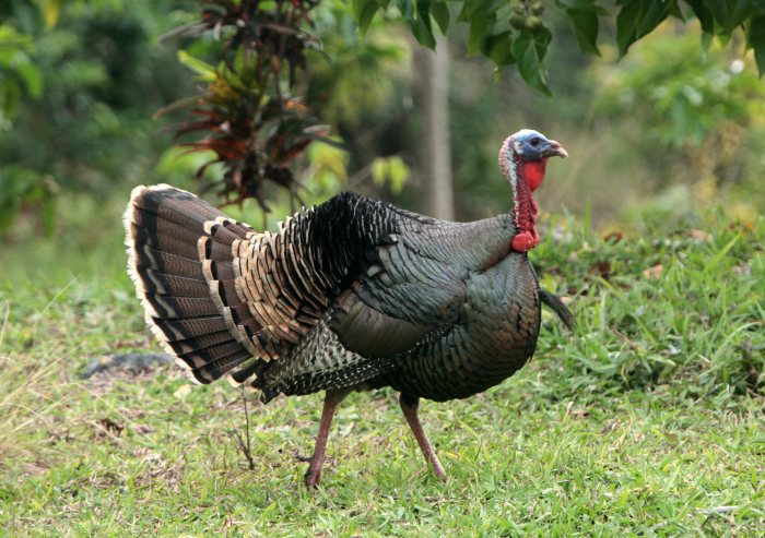turkey