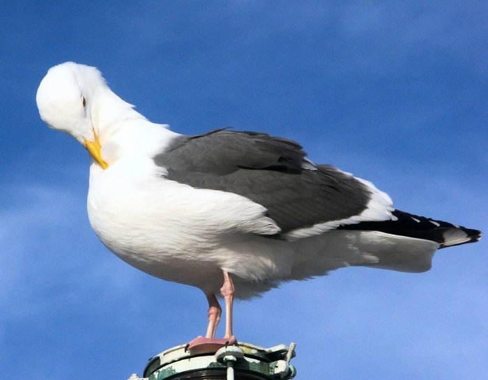 Seagull