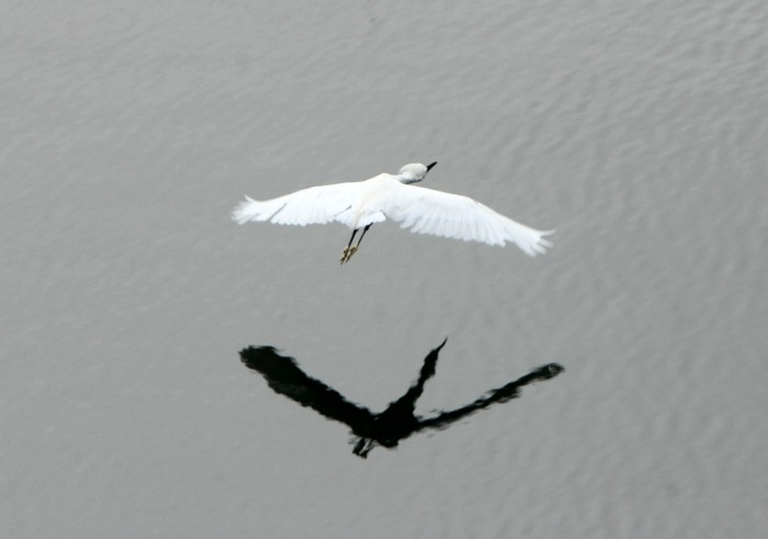 Egret