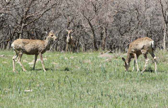 Deer