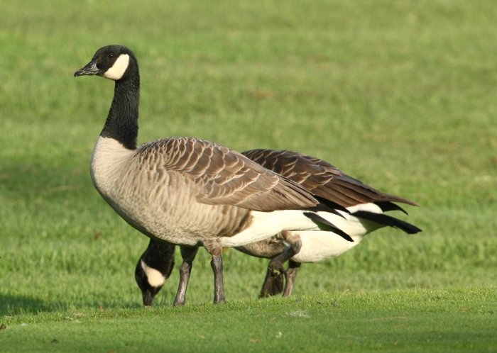 Goose