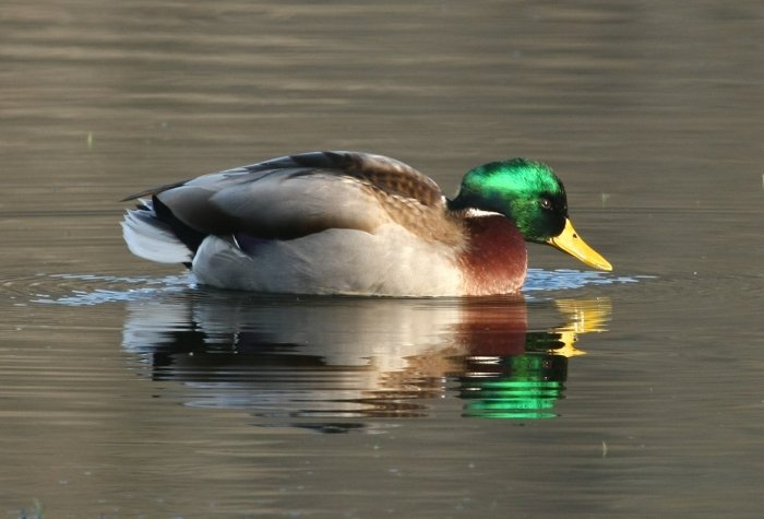 Mallard