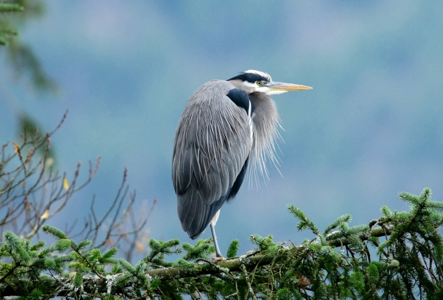 BlueHeron