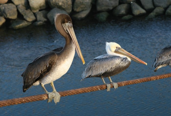 Pelican4