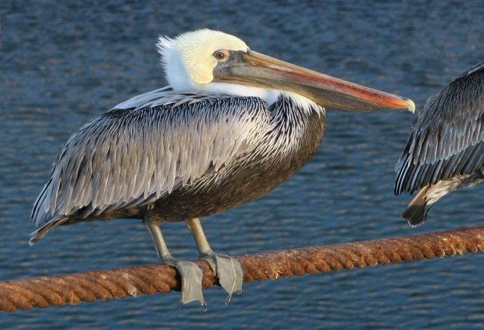 Pelican1