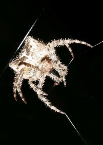 Spider2