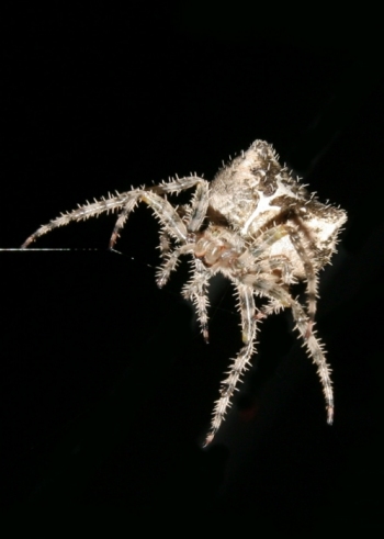 Spider2