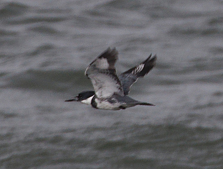 Kingfisher