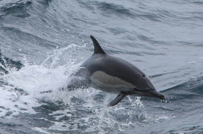 Dolphin