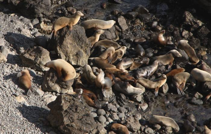 SeaLions