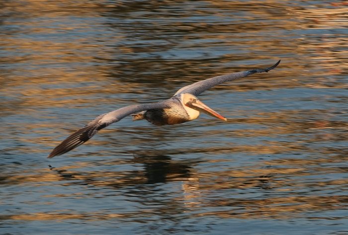 Pelican5