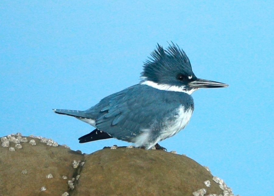 Kingfisher